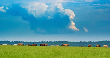 Bir at sürüsü yeşil bir arazide otluyor..