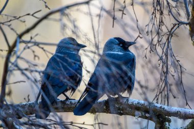 Bir karga dalların arasında bir ağaçta oturur.