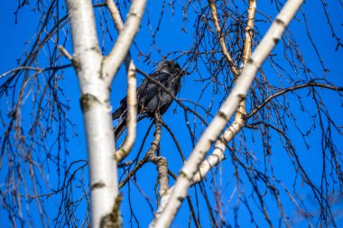Gökyüzüne karşı bir ağaçta oturan bir karga portresi.