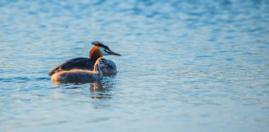 Bir Chomga ördek ailesi suda yüzüyor. Fotoğraflı yakın plan..