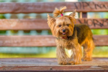 Terrier 'in parktaki görüntüsü. Yakından çekilmiş..