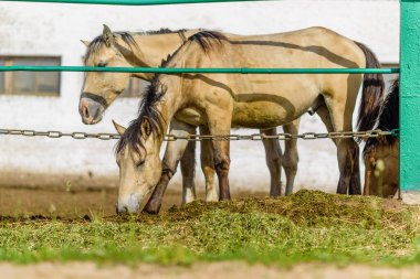 Ahırdaki at saman yiyor..