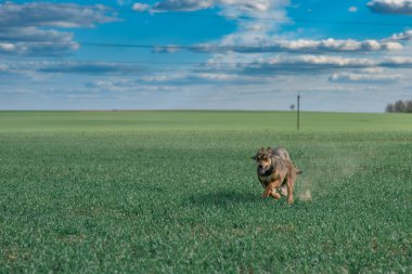 Sokak köpekleri yeşil alanda koşar.