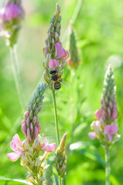 Arı lupin çiçeklerinde bal toplar. Yakın planda fotoğraflandı..