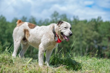 Alabai, ormanın ve gökyüzünün arka planında çimlerin üzerinde duruyor. Fotoğraflı yakın plan..