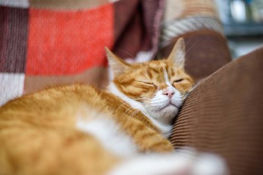 Kırmızı ev yapımı kedi kanepede dinleniyor.