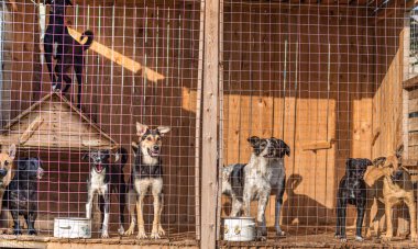 Kafeste bir sürü köpek var. Yakın mesafeden çekilmiş..