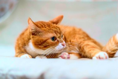 Kızıl bir kedinin stüdyo portresi