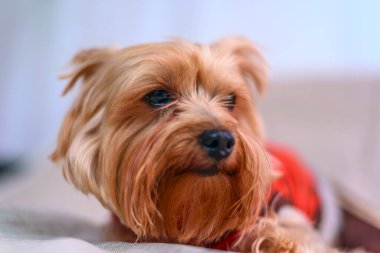 Yorkshire Teriyerinin Portresi