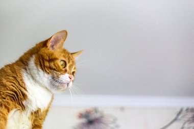 Korkmuş bir kedinin portresi..