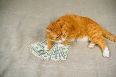 Amerikan dolarlarının yakınındaki gri arka planda kırmızı kedi.