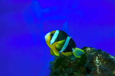 Akvaryumdaki güzel balıklar