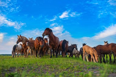 Bir at sürüsü tarlada otluyor. Gökyüzüne karşı çekilmiş..