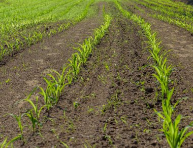 Açık arazide taze filizler ekildi..