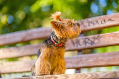 Yorkshire Teriyeri parkta bir bankta.