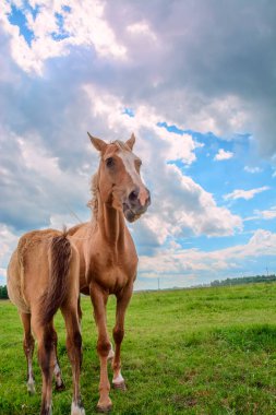 Tay bir çayırda otluyor.