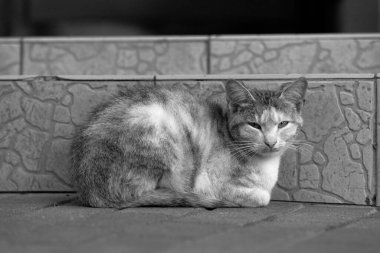 Sokaktaki verandada güzel bir kedi