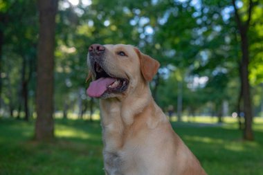 Soluk sarı labrador Retreverv parkının portresi. Fotoğraflı yakın plan..