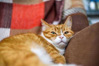 Kırmızı ev yapımı kedi kanepede dinleniyor.