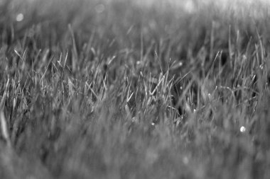 Siyah ve beyaz filtrede arka plan yeşil çimenler