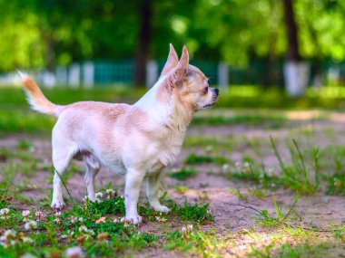 Chihuahua bahçede oynuyor.