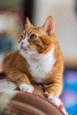 Kanepede uzanmış kızıl bir kedinin portresi..