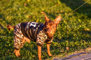 Rus oyuncak teriyeri yürüyüşe çıktı..