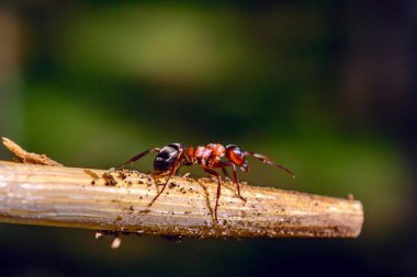 Daldaki bir karınca