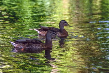 Ördekler gölgede yüzer