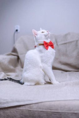 Beyaz evcil bir kedinin portresi