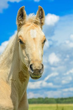 Gökyüzüne ve bulutlara karşı bir atın portresi