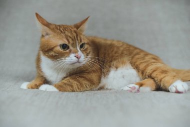 Stüdyoda gri arka planda kızıl bir evcil kedinin portresi..