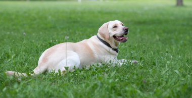 Parktaki çimlerin üzerinde bir yavru labrador yatıyor..