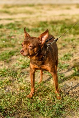 Tasmalı küçük bir köpek