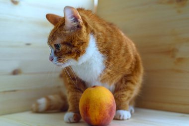 Şeftalinin yanındaki kırmızı kedinin portresi.