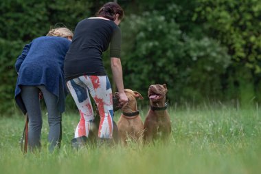 Tanımlanamayan kızlar yazın parkta pitbull teriyeri eğitiyorlar..