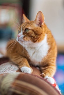 Kanepede uzanmış kızıl bir kedinin portresi..