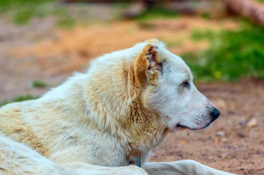 Bahçede yatan büyük beyaz alabai. 