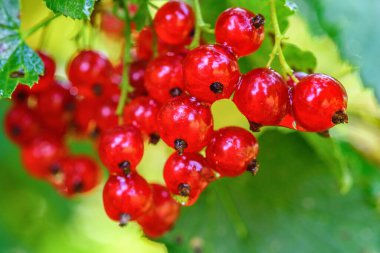 Frenk üzümünün yakın plan görüntüsü 