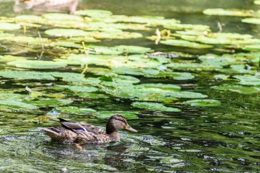 Ördekler gölette yüzer.