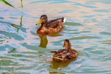 Ördek gölette yüzer