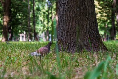 Güvercin ağacın yanındaki çimlerde oturuyor..