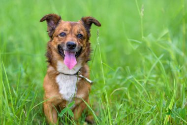 Ormandaki bir köpeğin portresi. Yüksek otların arasında..