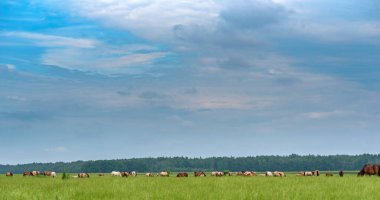Bir at sürüsü yeşil bir arazide otluyor..