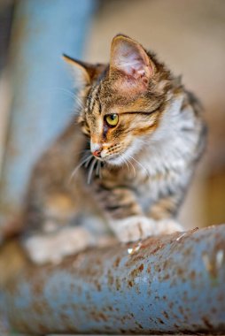 Eski bir dairedeki güzel gri bir kedinin portresi..