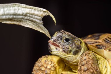 Yakından bakınca kaplumbağa ot yiyor.