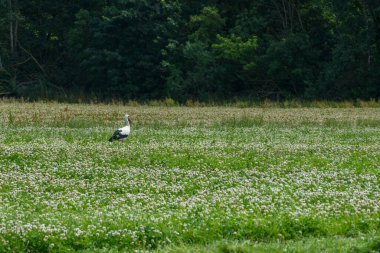 Bir leylek yazın çimenlerde yürür..