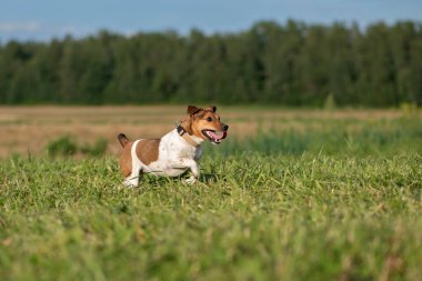 Jack Russell Terrier dili dışarı fırlamış bir şekilde sahada hızla koşuyor. Yakından çekilmiş..