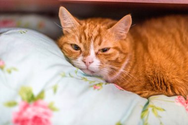 Dolapta, battaniyenin üstünde, rafta yatan kırmızı kedi..