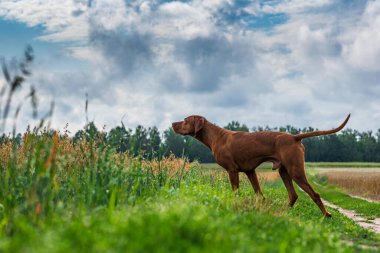 Yakın planda duran bir Macar Vizsla portresi.
